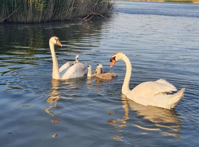 Tisza-tavi Kiserdo Vendeghaz Tiszaderzs